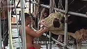 活牛2分钟被强行灌水近50升！东莞通报：供应商等5人被控制