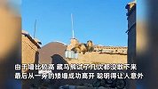 世界上跑得最快的熊被困墙头！爬上爬下用脚丈量高度：智商挺高的样子