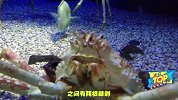 传说中的杀人蟹 世界最大的螃蟹，体长4米寿命可达100年！