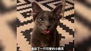 《这些长相怪异的猫狗》你觉得哪只更奇特？