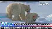大熊吃小熊 全球暖化导致北极熊饥不择食