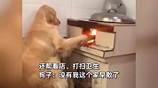 过年回家的狗子已经开始干家务了：帮按猪、当垃圾桶、看柴火！