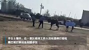 河南一景区内一骆驼被轮番棒打跪地求饶，目击者：嘴被打肿流血