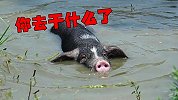 一只宠物猪的骇人成长史