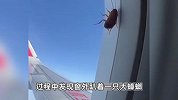 女子乘坐飞机看到蟑螂趴在窗外，当事人：从西双版纳一直看到宁波