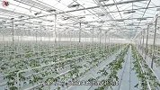 凭借了中国几代人，整整六十年的努力，终于将沙漠变成了绿洲