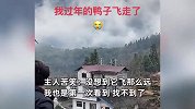涡轮增“鸭”求生欲拉满，过年“硬菜”飞到山那边，主人苦笑：找不到了