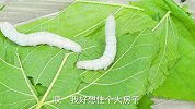 90后少女为蚕“修房”，两层小别墅，还带独立卫生间