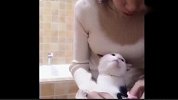 女主人给猫咪剪指甲 背后才是真正的亮点!