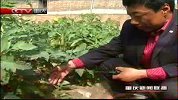 重庆新闻联播-20120320-赤峰小番茄做出产业大文章