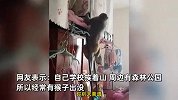 猴子闯进女生宿舍像回家，翻食物后扒窗帘上床，学生害怕大喊：妈妈！