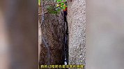 女子登山时听到凄惨哀鸣，顺声音寻找发现羊被卡崖缝，大哥冒风险救援