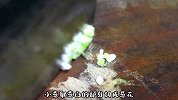 天冷豆腐还是这样吃比较过瘾，麻辣鲜香，好吃又下饭