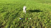 萌犬预测乌葡大战 犹豫之后pick乌拉圭