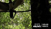 《亚马逊萌猴奇遇记》30秒宣传片