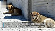 聊城流调中男子白天救狗晚上卖狗？本人-卖的繁育的幼狗