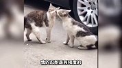这猫咪长得有点草率了啊