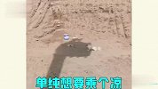 主人手段太离谱，宠物求你做个人
