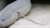 世界上最美咸水湖消失，今现4亿年前的鱼，无水生活达2年