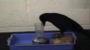 [搞笑]搞笑的乌鸦喝水