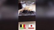 比利时战日本全场策略回顾 先让你两球再把你KO