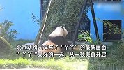 最新画面：“丫丫”悠闲自在吃竹笋，一脸满足