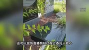 女子花500元请人代祭扫，对方称全程可直播，祭扫当天被拉黑