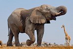 非洲隐藏的旅游宝地 鬣狗、秃鹰、非洲象野生动物随处可见
