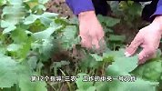2024年中央一号文件发布，提出推进乡村全面振兴“路线图”