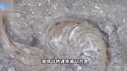 5亿多年前的“海绵宝宝”，湖北宜昌发现一大型海绵动物化石