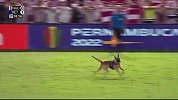真足球狗！巴西赛场一警犬冲入场内叼走足球 身法灵活连续过人