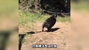 这土豆跟猪有什么不为人知的关系吗