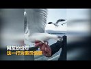 住手! 为拍视频博关注 游客辣手摧鸥_超清