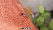 蚊子：一口也没吃到就算了，吸管还弯了