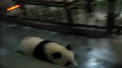旅游-钻栅栏的小熊猫