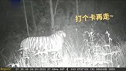 罕见！野生东北虎、东北豹同一区域先后出镜“打卡”