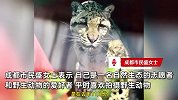 17岁网红云豹“干干”离世！相当于人类90多岁，为中国大陆唯一圈养云豹