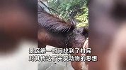 峨眉山骡子驮重物被指虐待，景区：骡子是村民的，以后不会让骡子超负荷工作