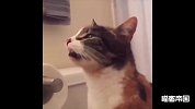 憋笑挑战！看到第几只猫你失败了？