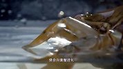 福永产的黄油蟹，食客眼里的顶级食材，清蒸都好吃