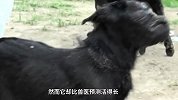 没见过吧! 双头蛇、独眼羊、高龄喵, 动物世界真奇妙!