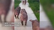 一长肉就自嘲胖得像猪？网友晒出自家养的“健美猪”引热议