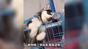 这狗子竟然会一字马了 你这是要成精了