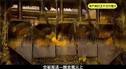 揭秘橙汁加工厂，用这方法，每年制作两亿五千万升的橙汁