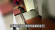 驴友住酒店遇野熊闯入觅食，被狗堵门口狂叫，居民：不会主动攻击人