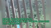 重庆高温似火炉，野生猴哥挤满停车场避暑：这里凉快，莫挨老子