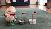 日本出线悬了？小萌犬预测波兰将胜日本
