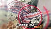 成都一女生兼职喂猫遇“恋踩癖”，疑裸体躲藏塑料袋内求“被踩”