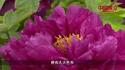 中国推介——山东菏泽