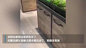 男子逛超市发现怪异西瓜狂呲水：最后爆炸，臭气熏天